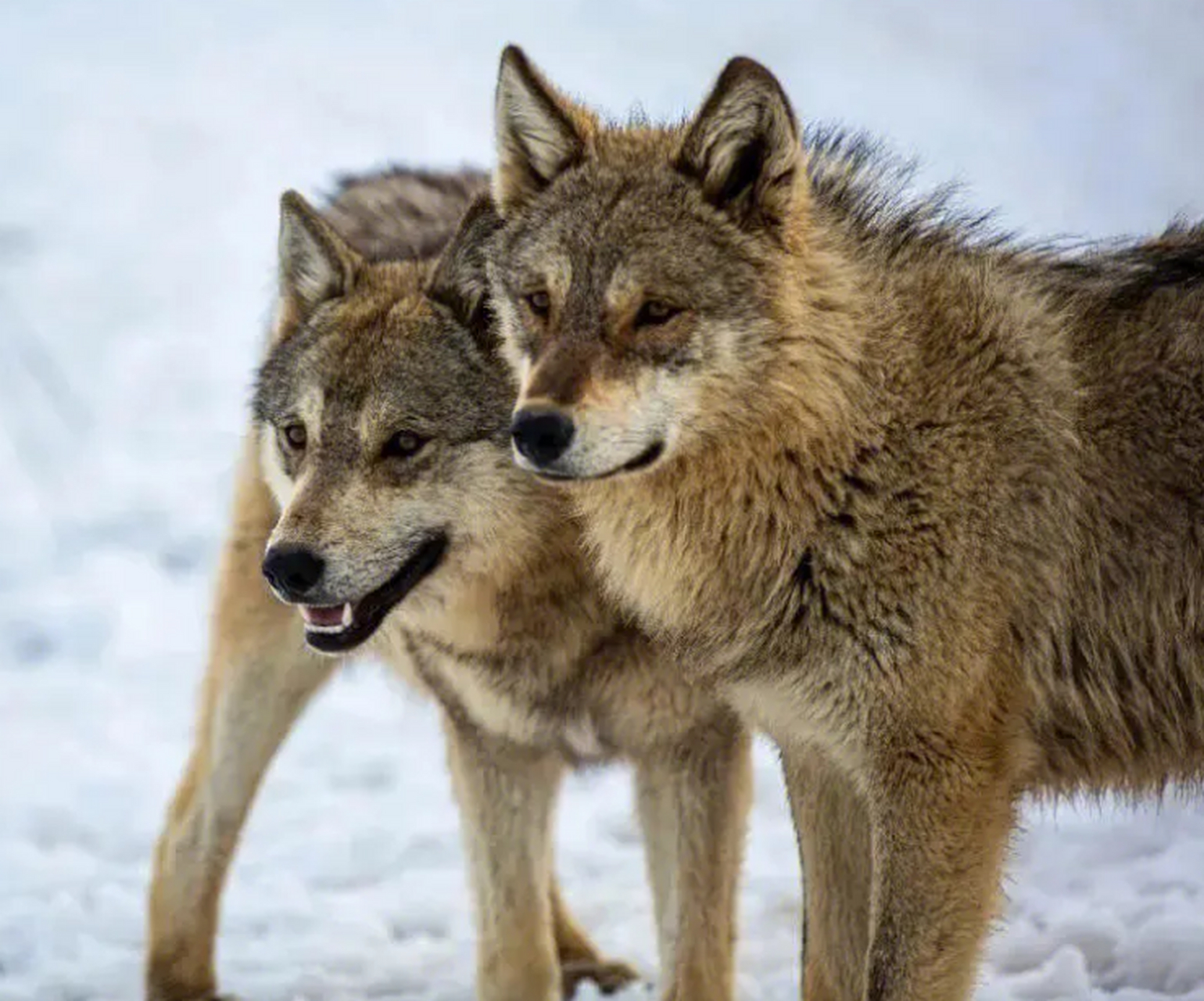 北美灰狼 森林狼图片