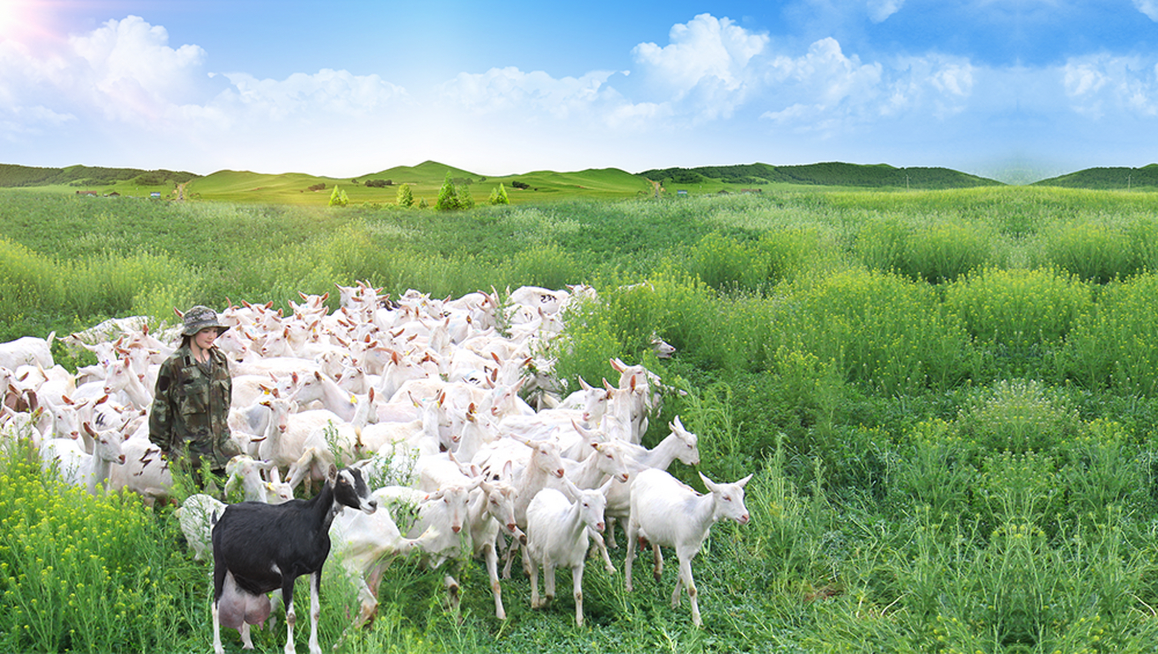 天生营养自然出众#  富平毫无疑问是羊乳的重要产地,被誉为"黄金奶源