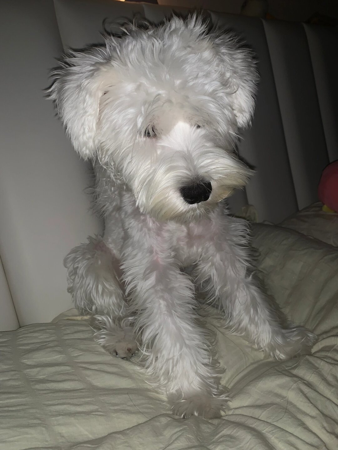 清晨5点我的美梦被打破一只扒拉我的小猫出现