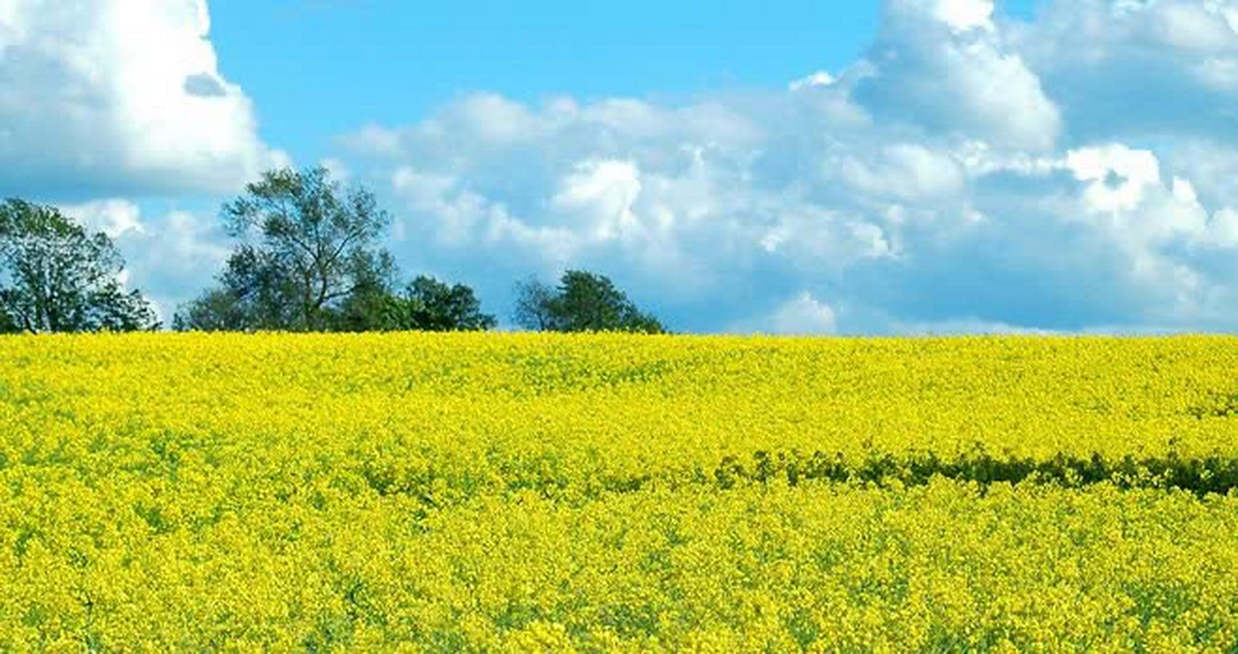 蓝天白云下金黄的油菜花就像一幅色彩缤纷的油画.