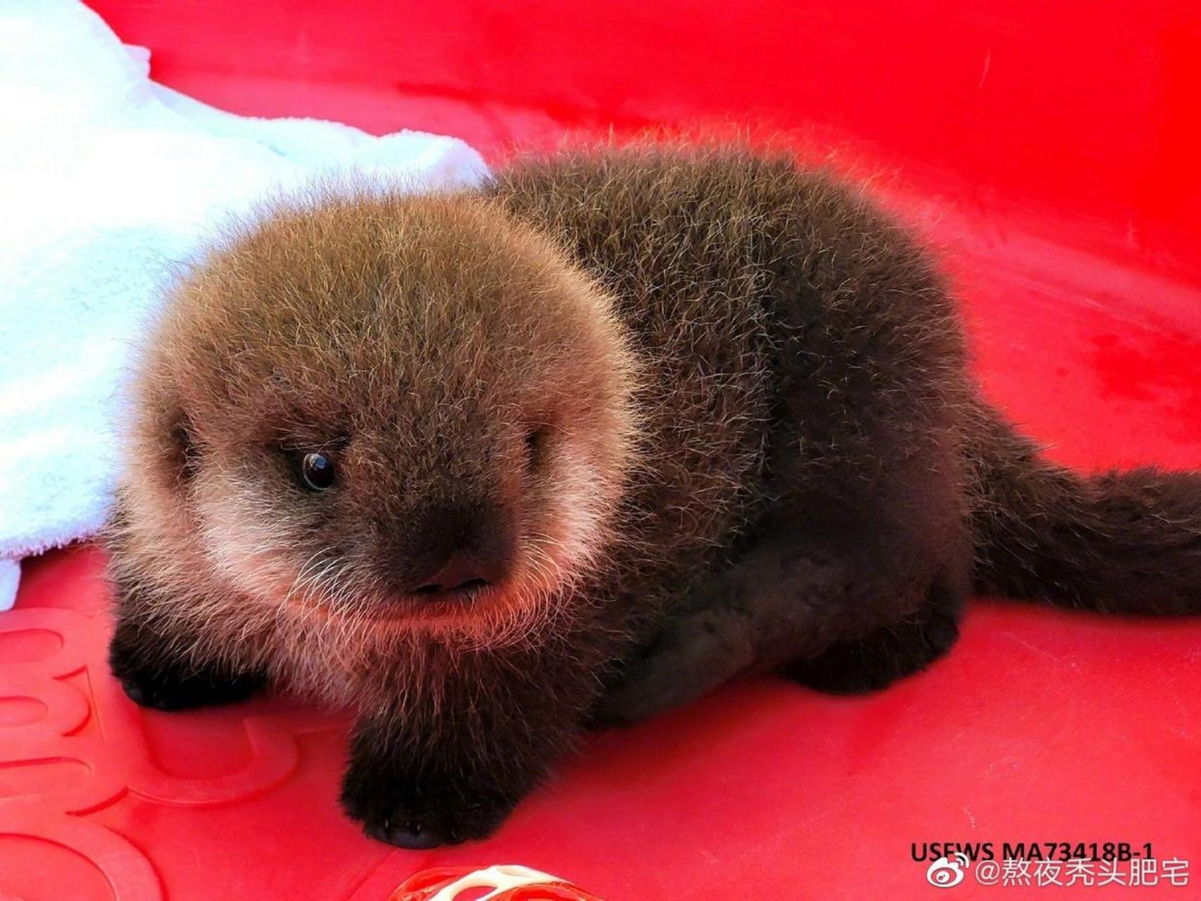 阿拉斯加海洋生物中心救助的一只海獭幼崽,嘤嘤嘤嘤救命啊毛绒绒的也
