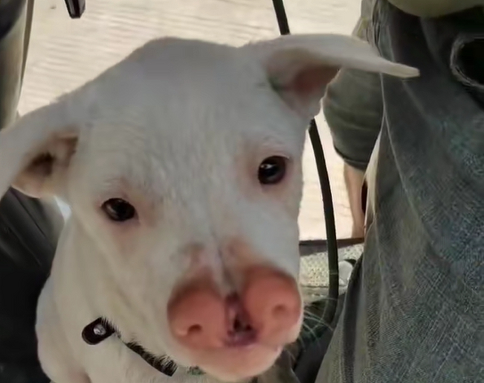 这猪鼻子长得挺特殊啊,还长得狗里狗气的