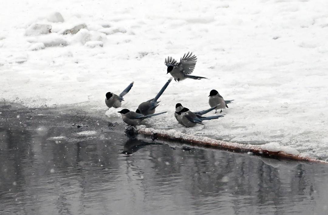 嬉雪戏水,鹊舞冬趣 12月19日,沈阳北陵公园,一群喜鹊在雪后的河边飞上
