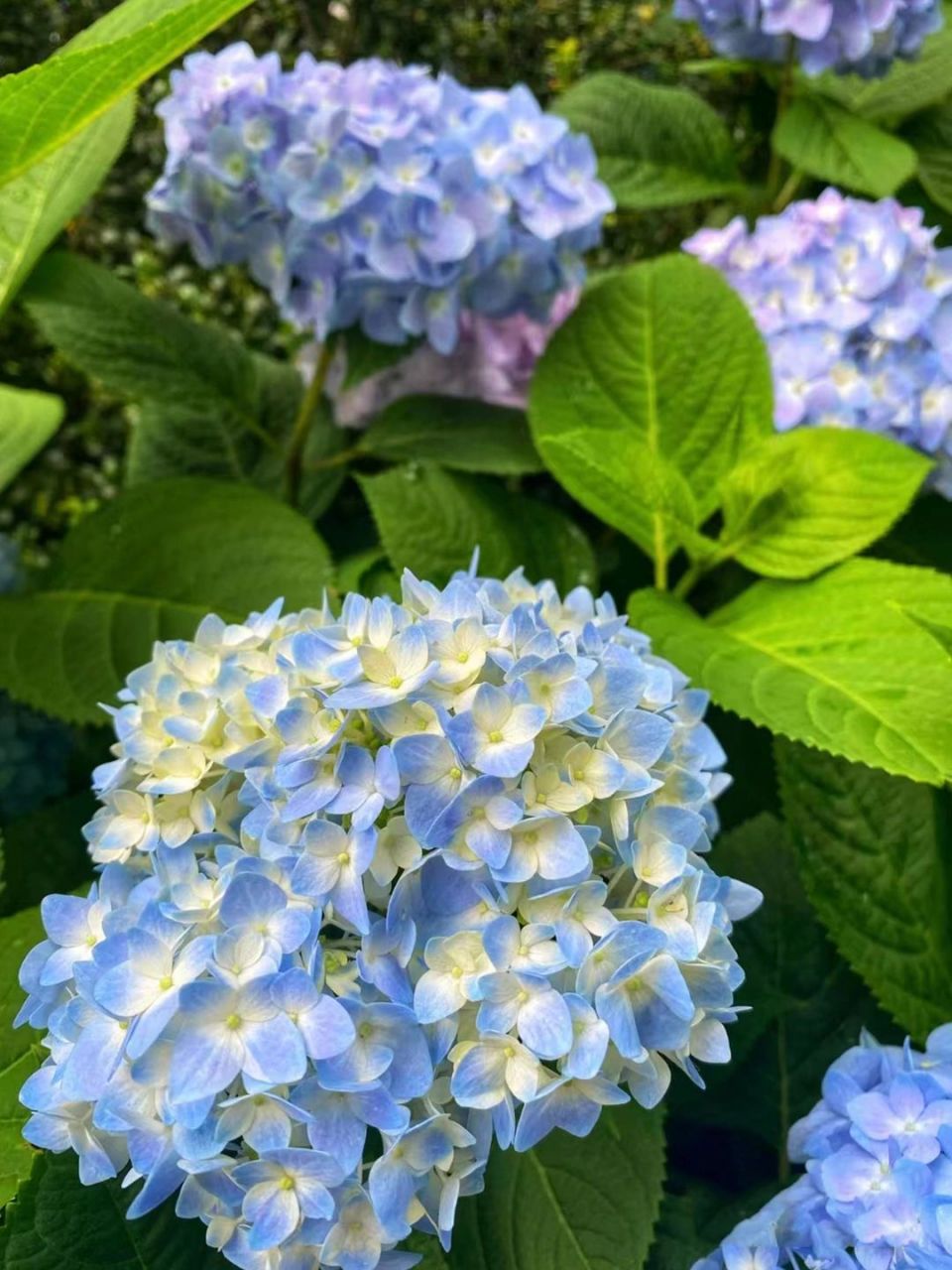 绣球花别名:八仙花,粉团花,草绣球,紫绣球,紫阳花.#百科# #三农