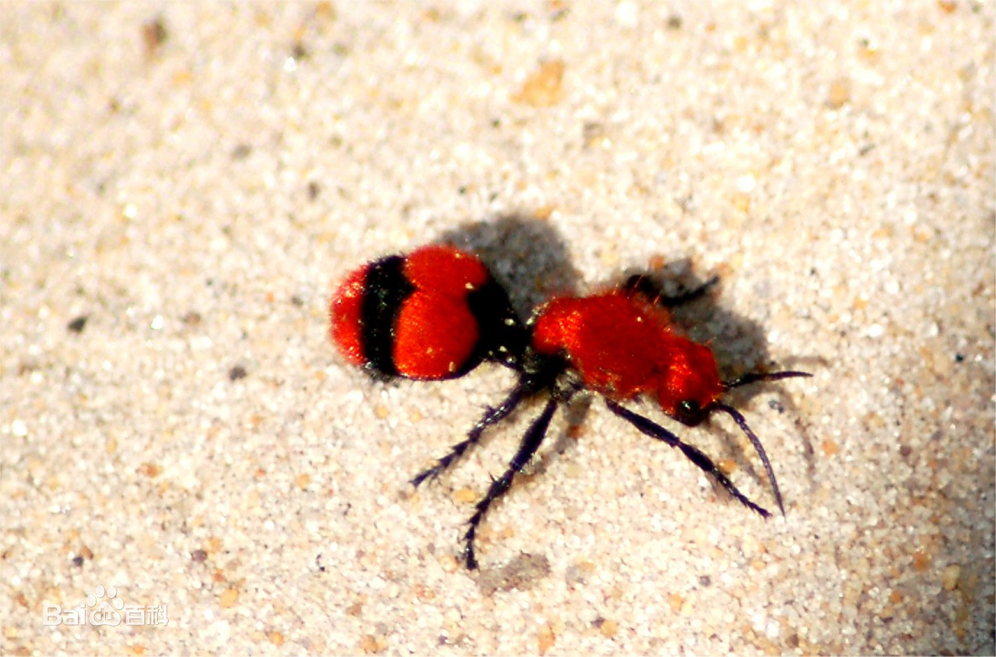 这个几毫米长的家伙因为长相有几分熊猫样,所以被俗称为"熊猫蚂蚁".