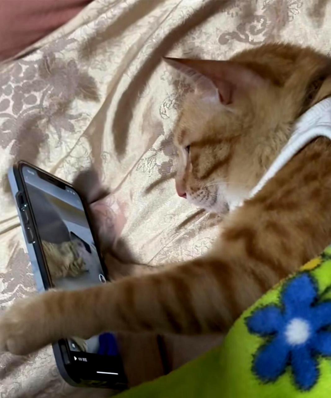 这只猫咪真是聪明,像个人一样躺在床上玩手机!