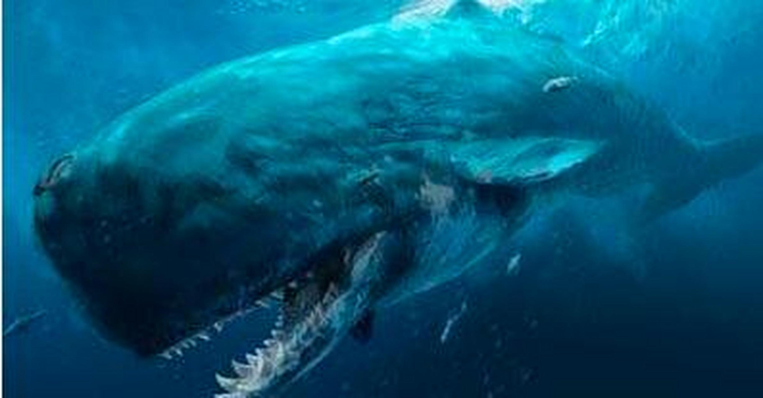 梅尔维尔鲸是一种已灭绝的抹香鲸,大约生活在距今1300万年前