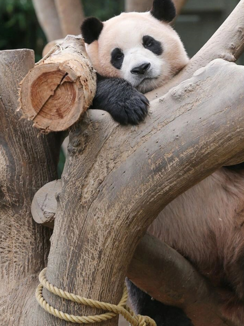 旅韩大熊猫  爱宝乐园官方更新福宝照片,展现可爱宝宝魅力 随着秋天的