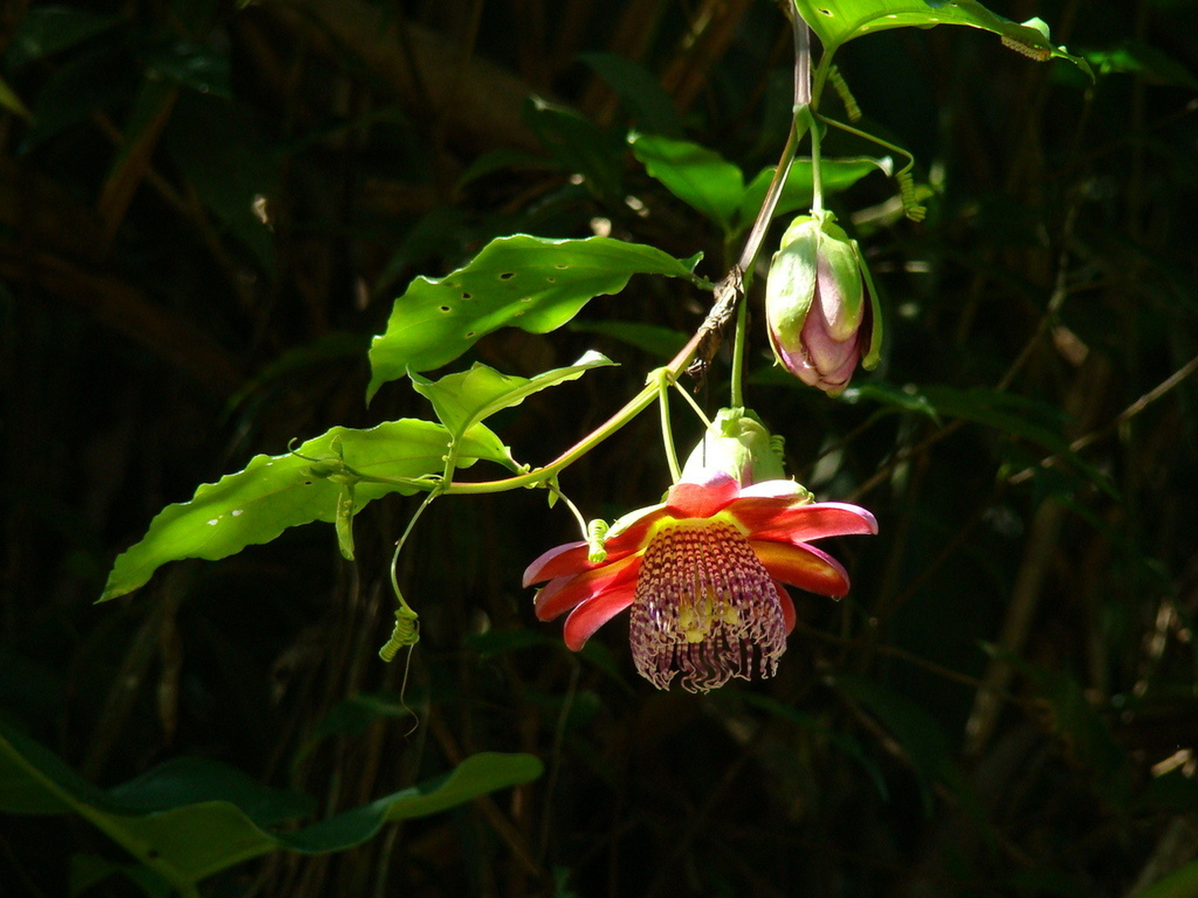 百香果的花真漂亮,颜值味道双在线 翅茎西番莲 passiflora alata 它是