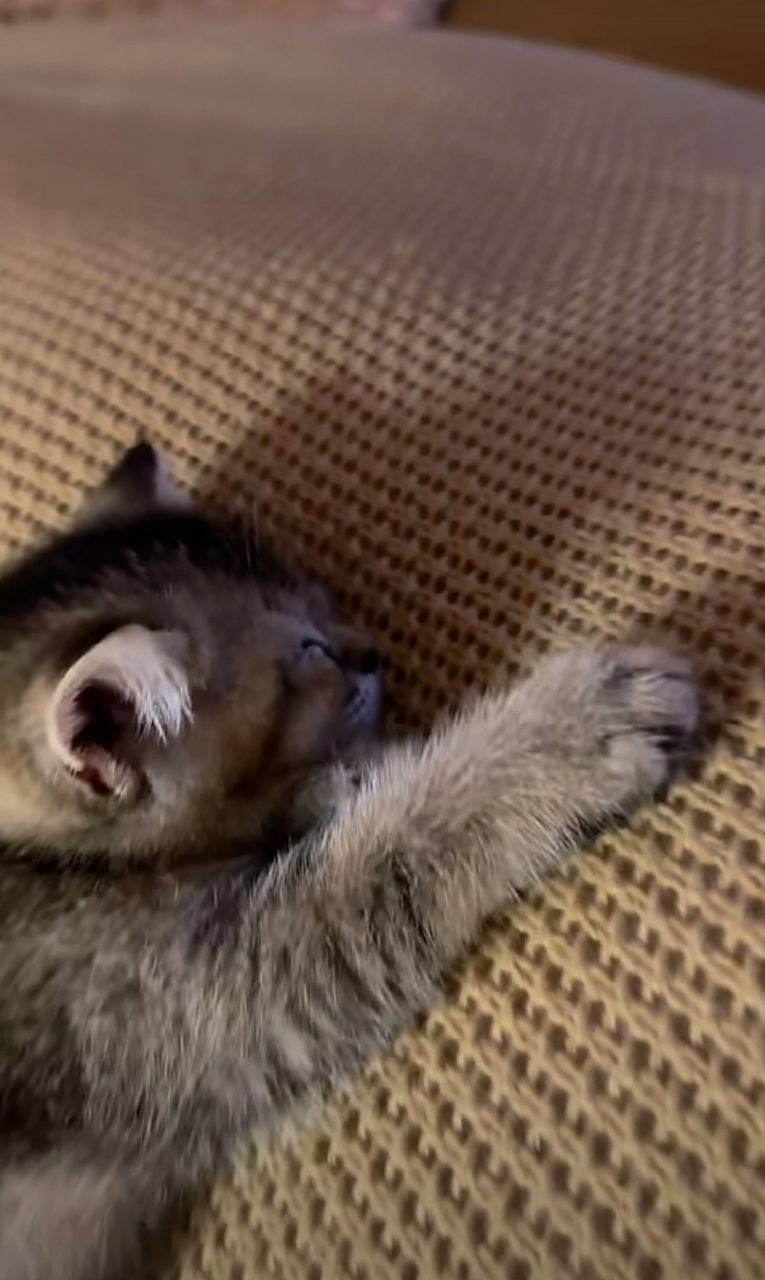 喵星人日常:真的累趴了,不想动