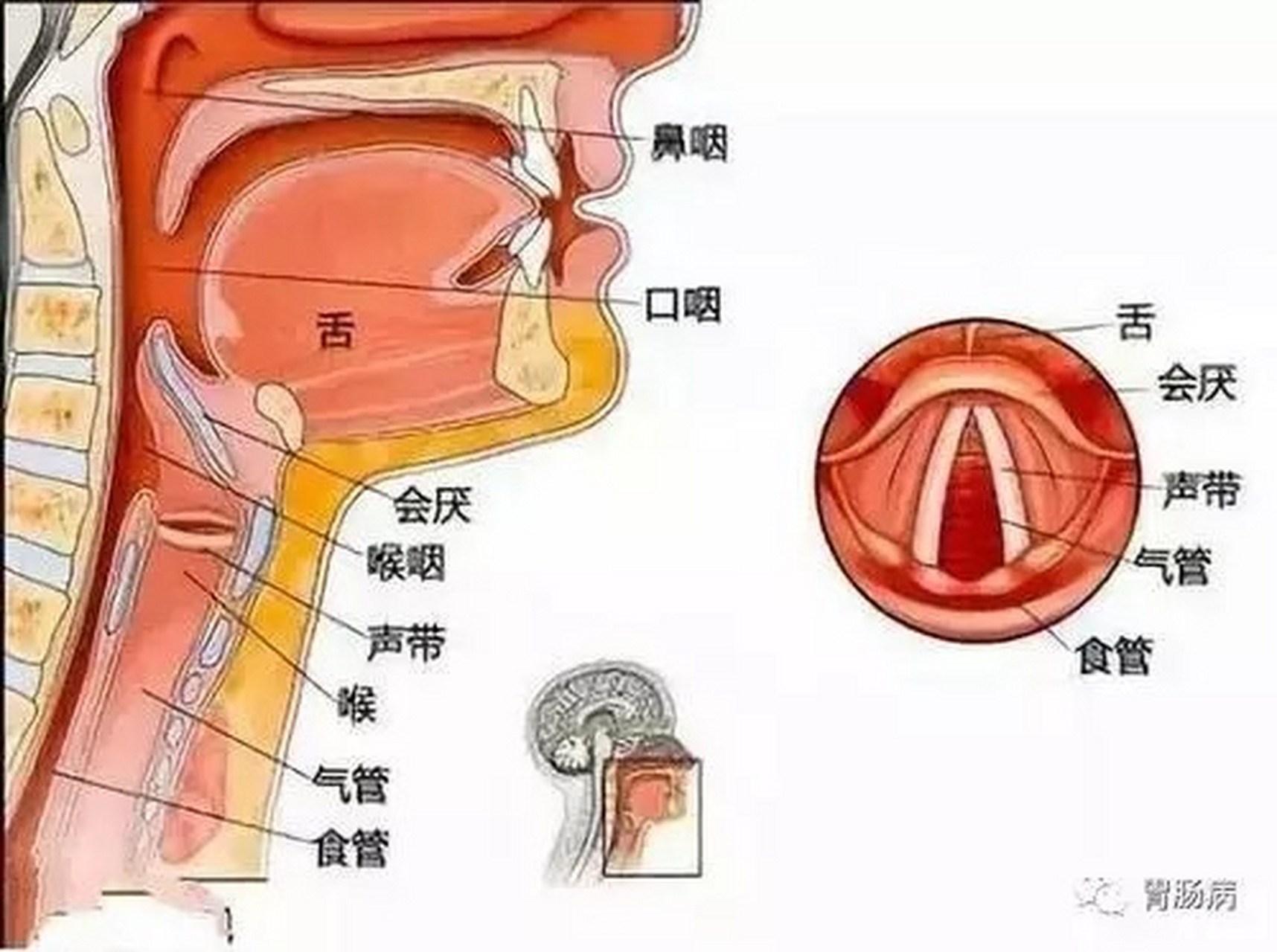 食道分布图高清图图片