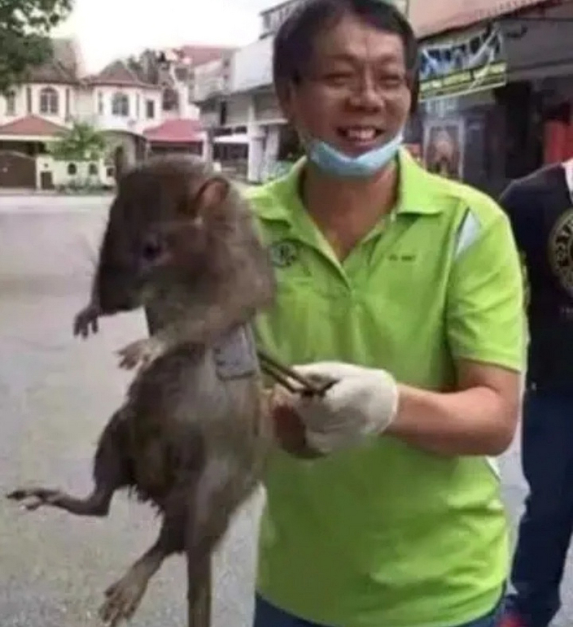 南方的老鼠vs北方的老鼠,为什么差距这么大呢?
