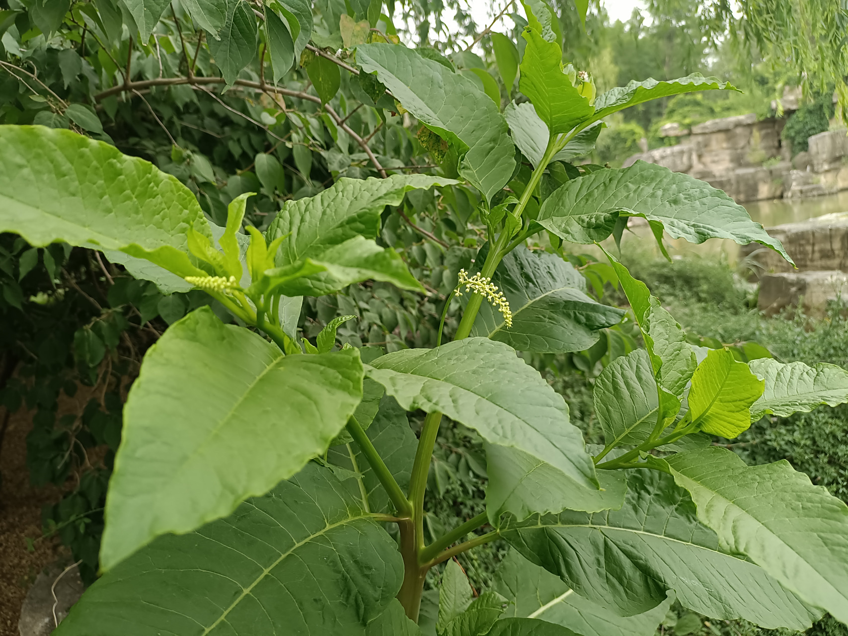 这种植物叫垂序商陆,粗枝大叶,茎枝红色,看上去很是惹人喜爱.