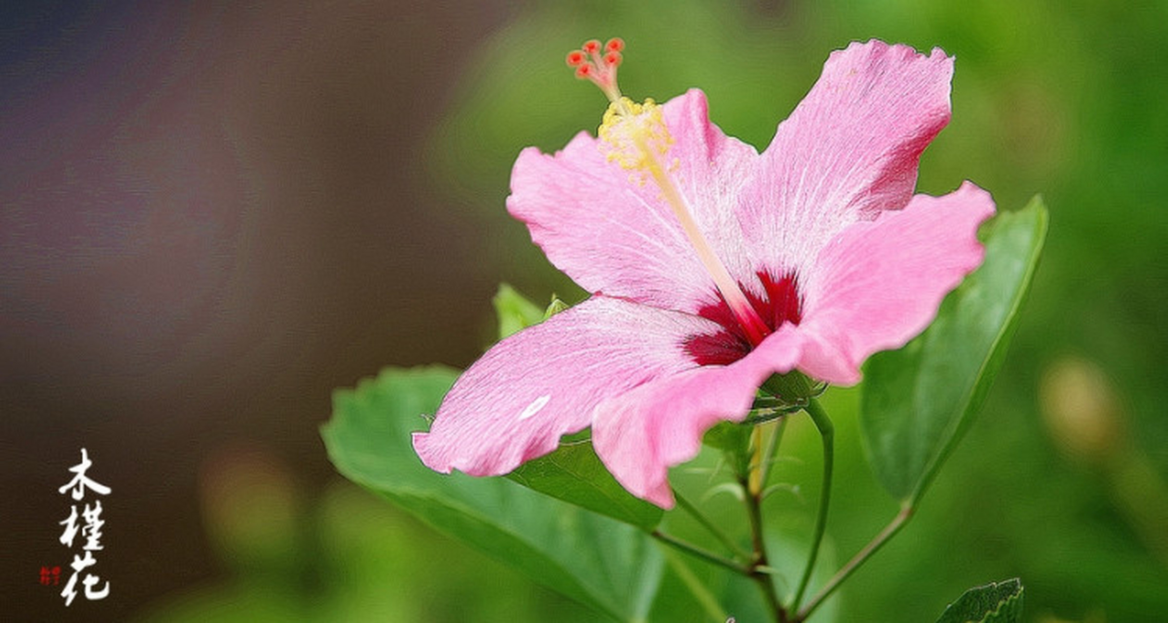 木槿花好养吗?