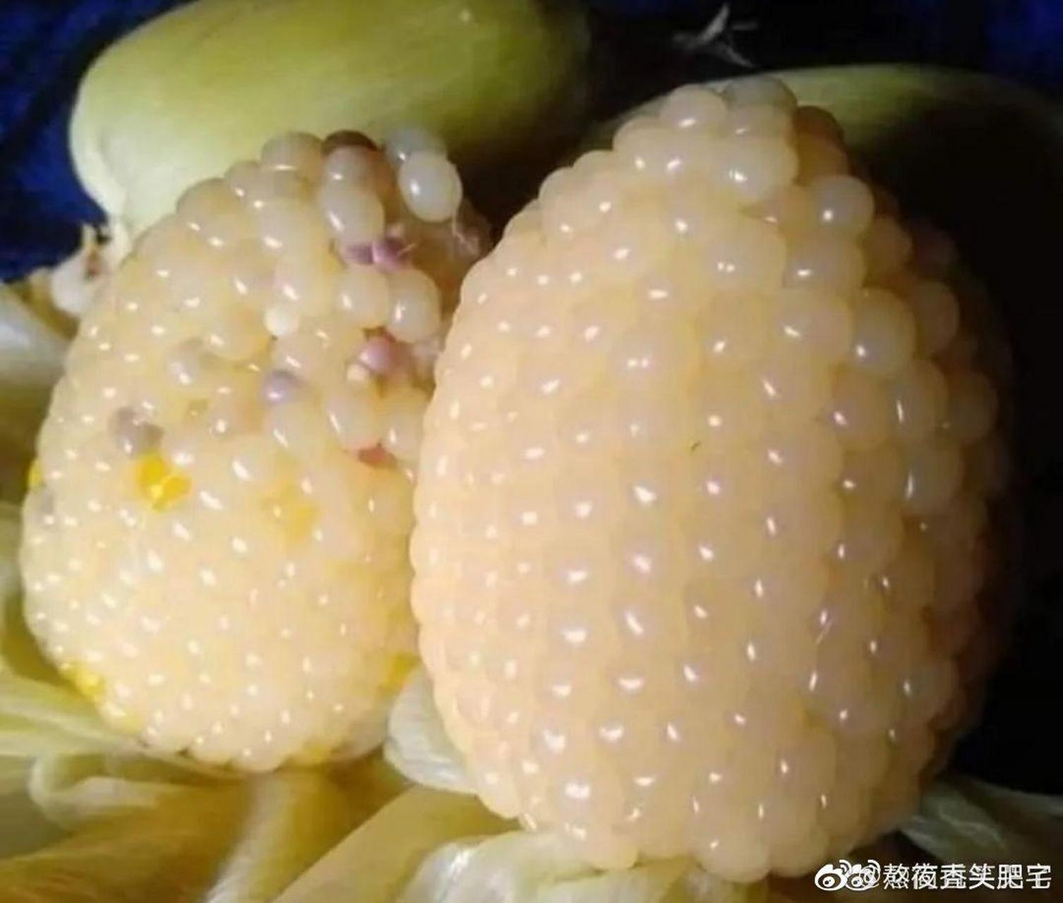 玉米界的矮胖丑  #搞笑
