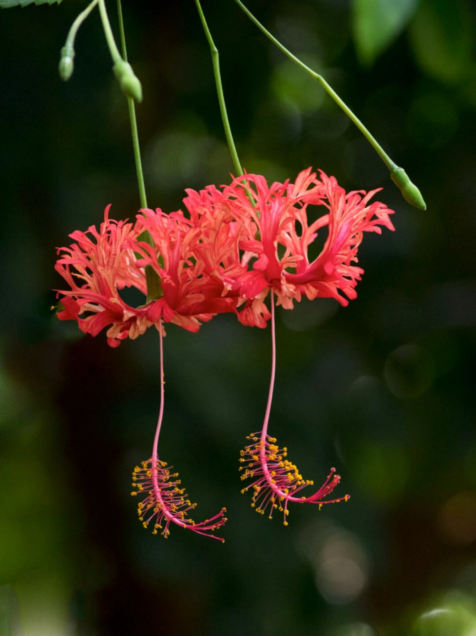 学名hibiscus schizopetalus,别称吊钟扶桑,裂瓣槿,拱手花篮,吊灯花