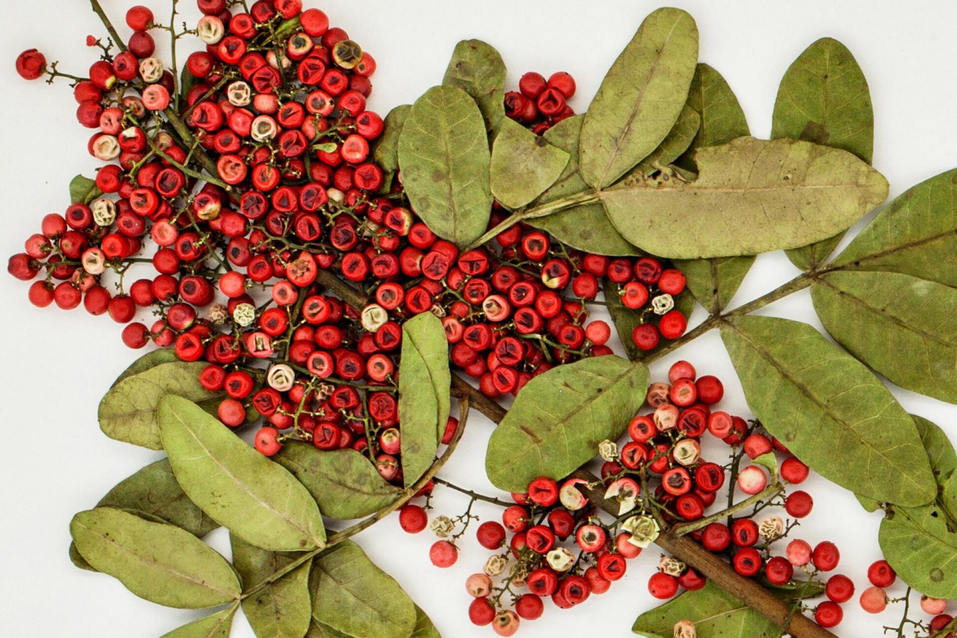 为红胡椒(圣诞胡椒,粉胡椒),后来巴西胡椒树被引种到了美国和#加拿大