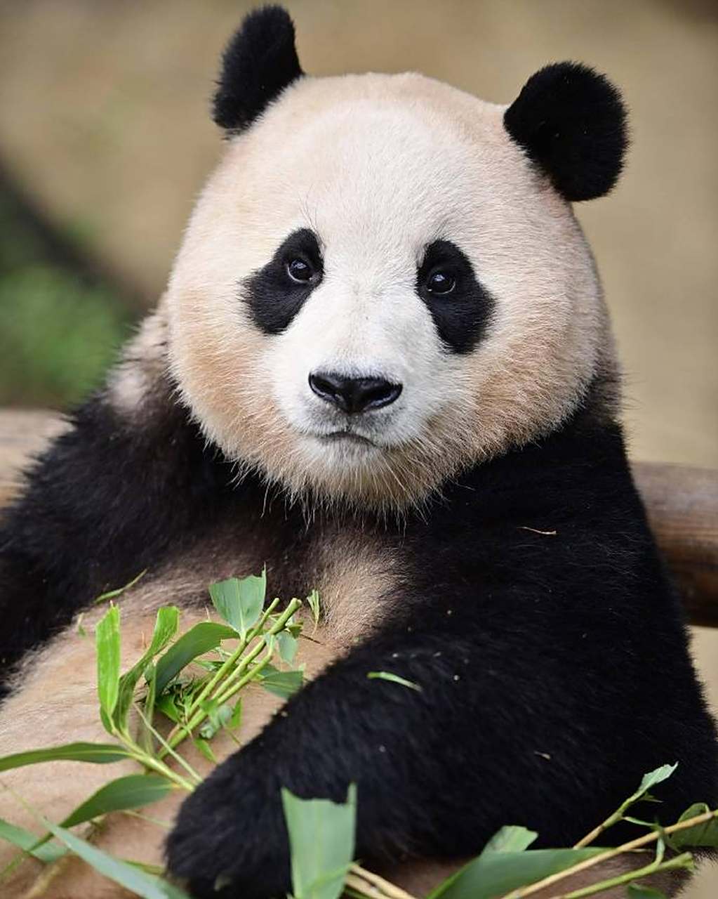 kohjiro0830 676767  #大熊猫福宝#  #大熊猫