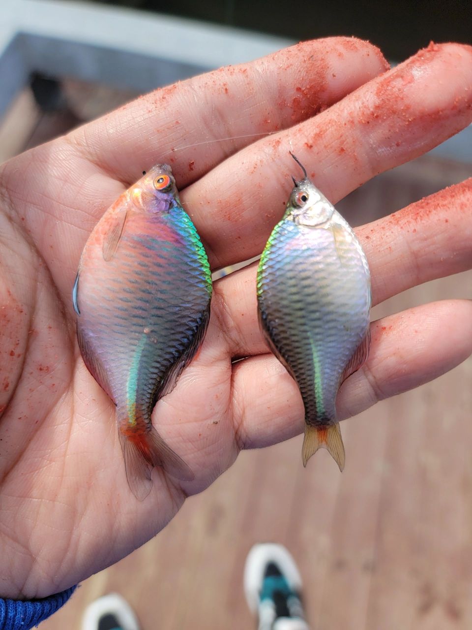 日本钓鳑鲏装备图片