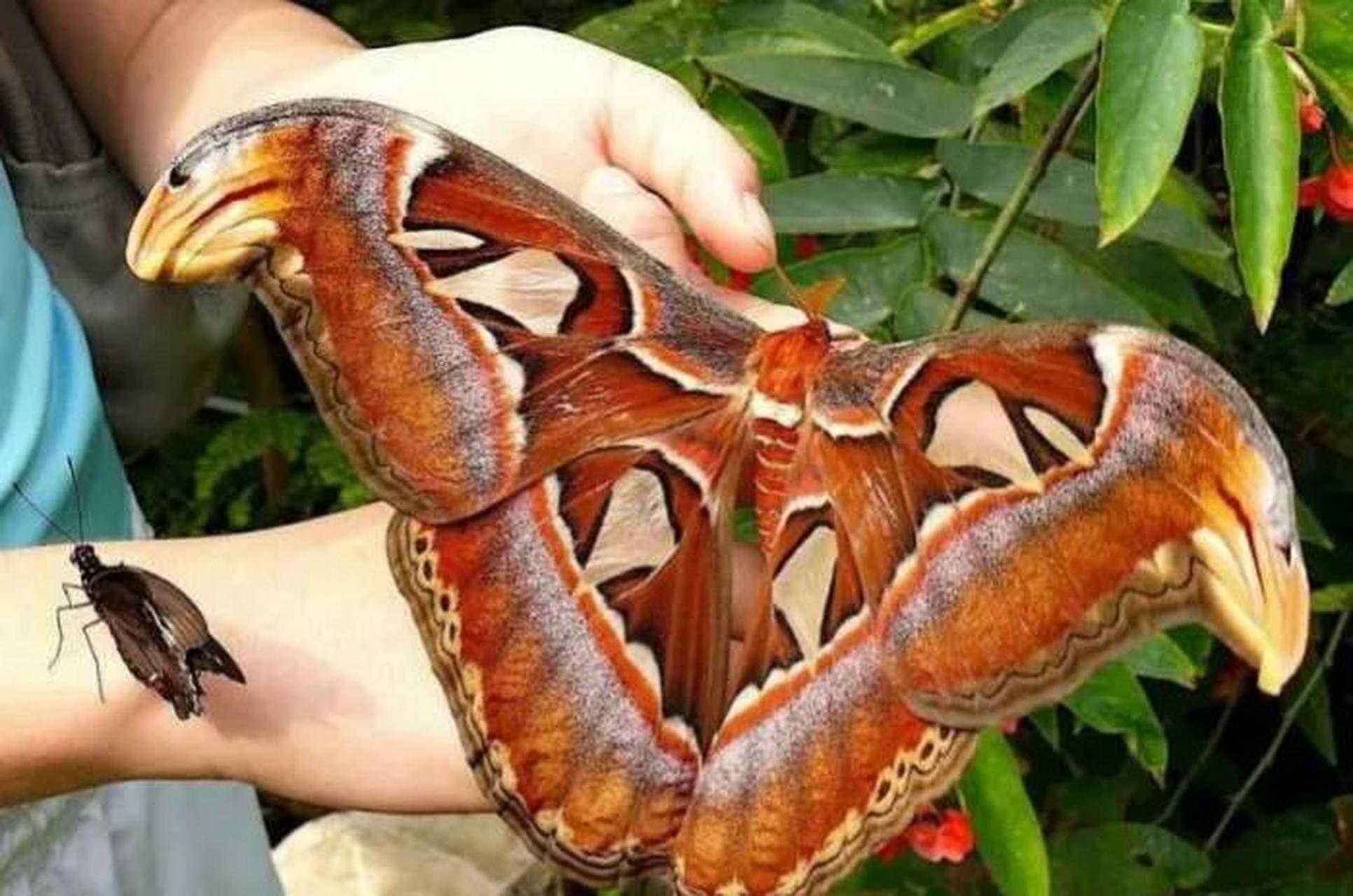 阿特拉斯是世界上最大的蝴蝶,臂展可达30厘米!