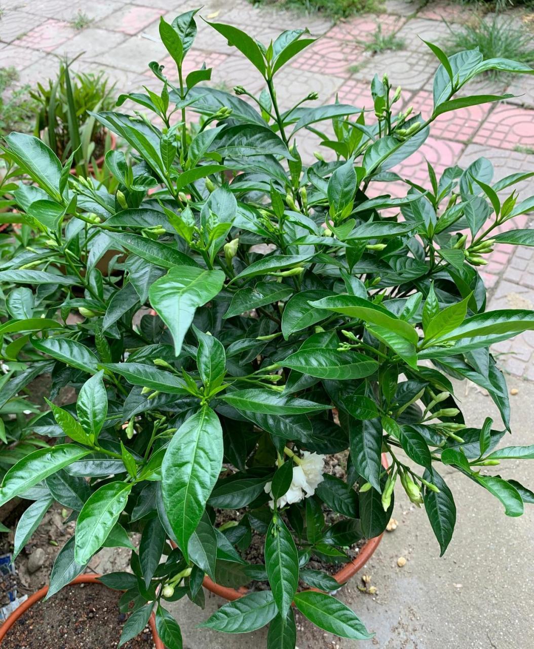 一款被名字耽误了的优良盆栽花木—狗牙花,小型木本植物,树姿美观,叶