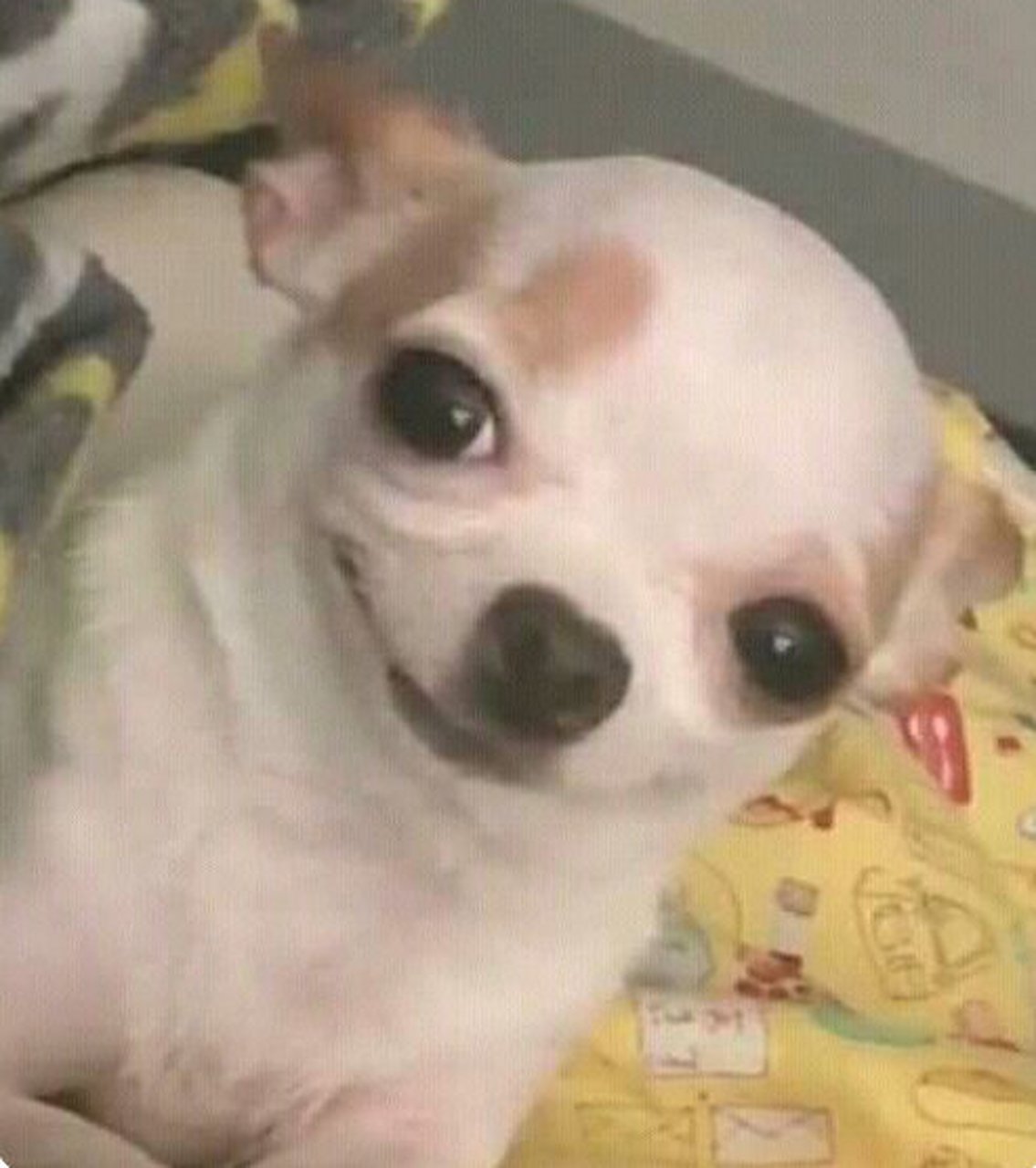 浅收集一些互联网表情比较丰富的狗狗 emmmm吉娃娃占比还蛮大   搞笑