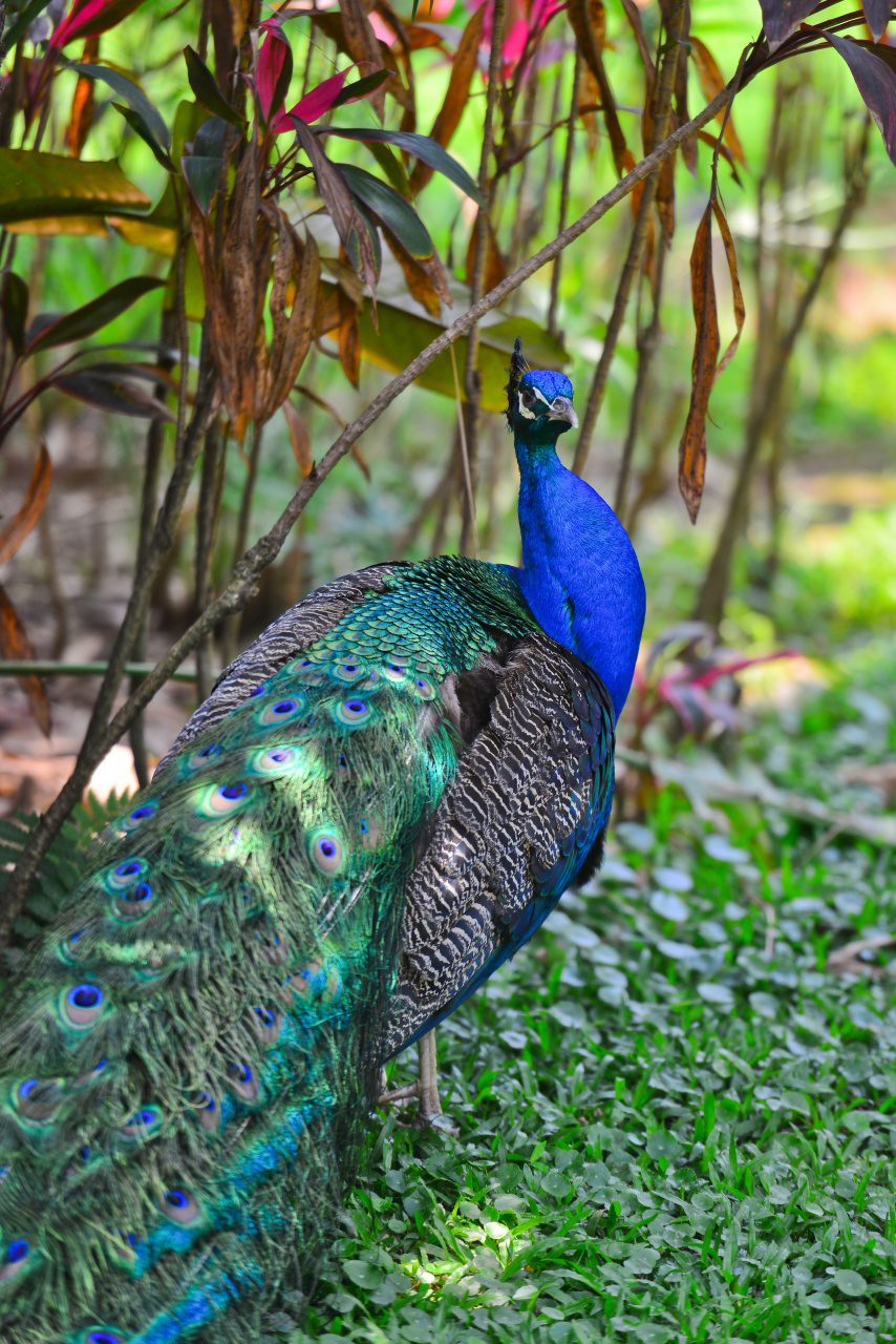 这昂首阔步的姿态,真不愧为"百鸟之王".