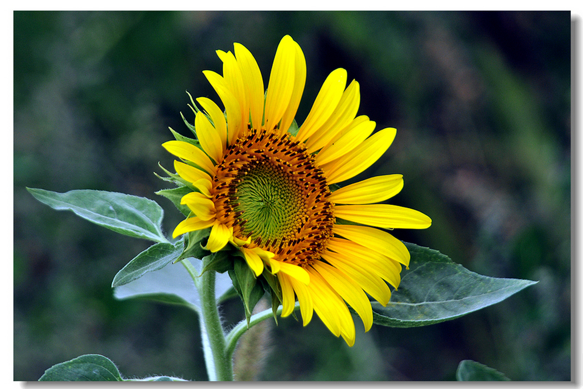 为什么么向日葵总是朝着太阳开花? 向日葵花盘下面茎部的地方,含有一