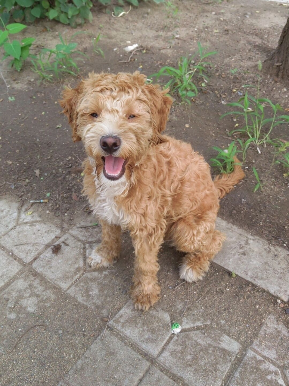 这两只小狗是一个老头不知道从哪整来的,当时是两只小