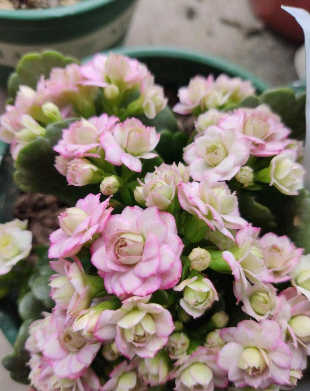 北阳台也能养的观花植物——长寿花"粉巴黎",著名的"网红"盆栽花卉