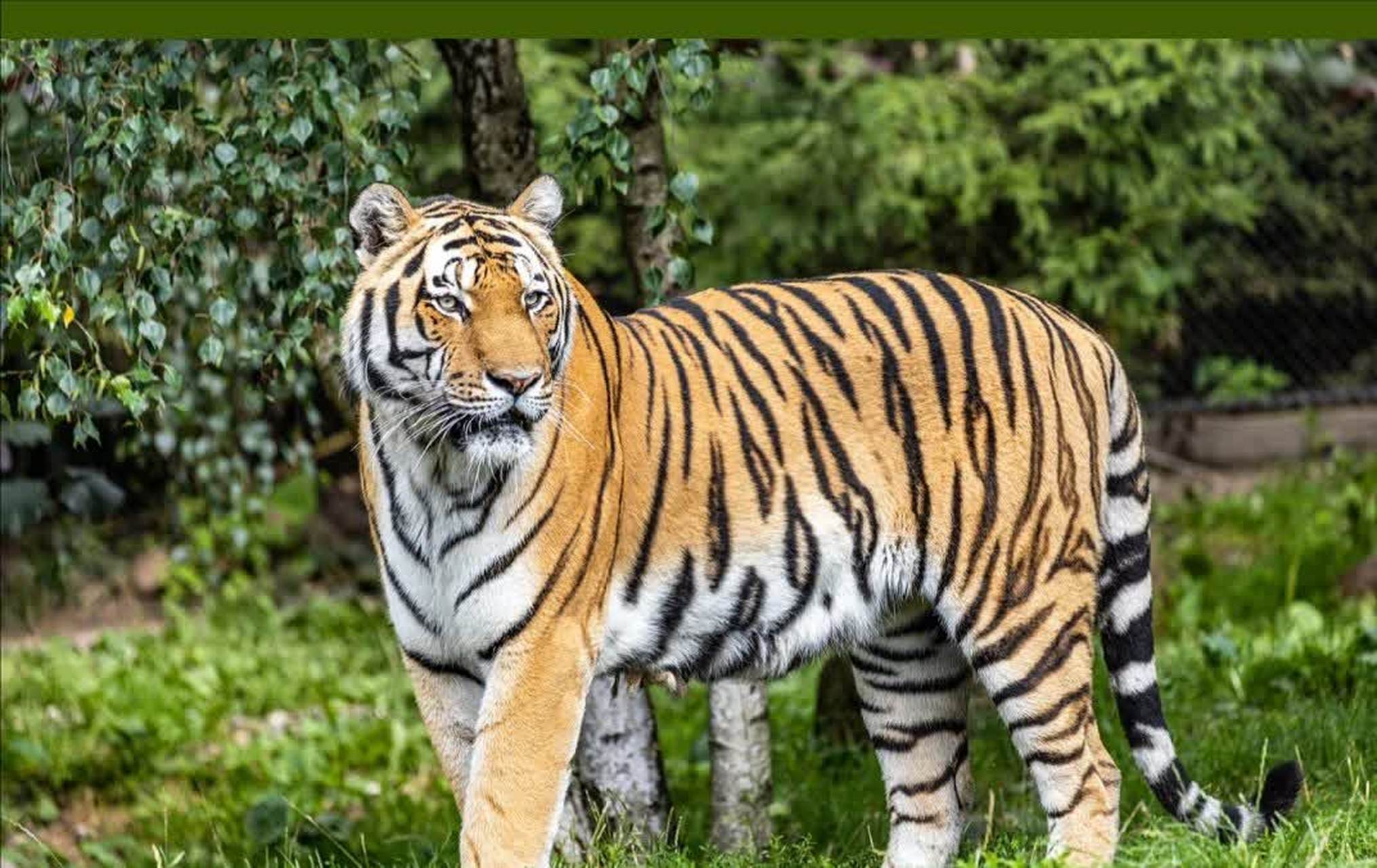 这只老虎也太可爱了吧[汗]