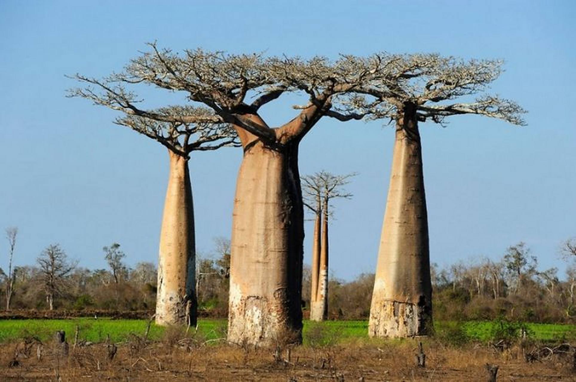 猴面包树原产非洲热带,它长得非常有特点,圆滚滚的树干上长着稀疏的