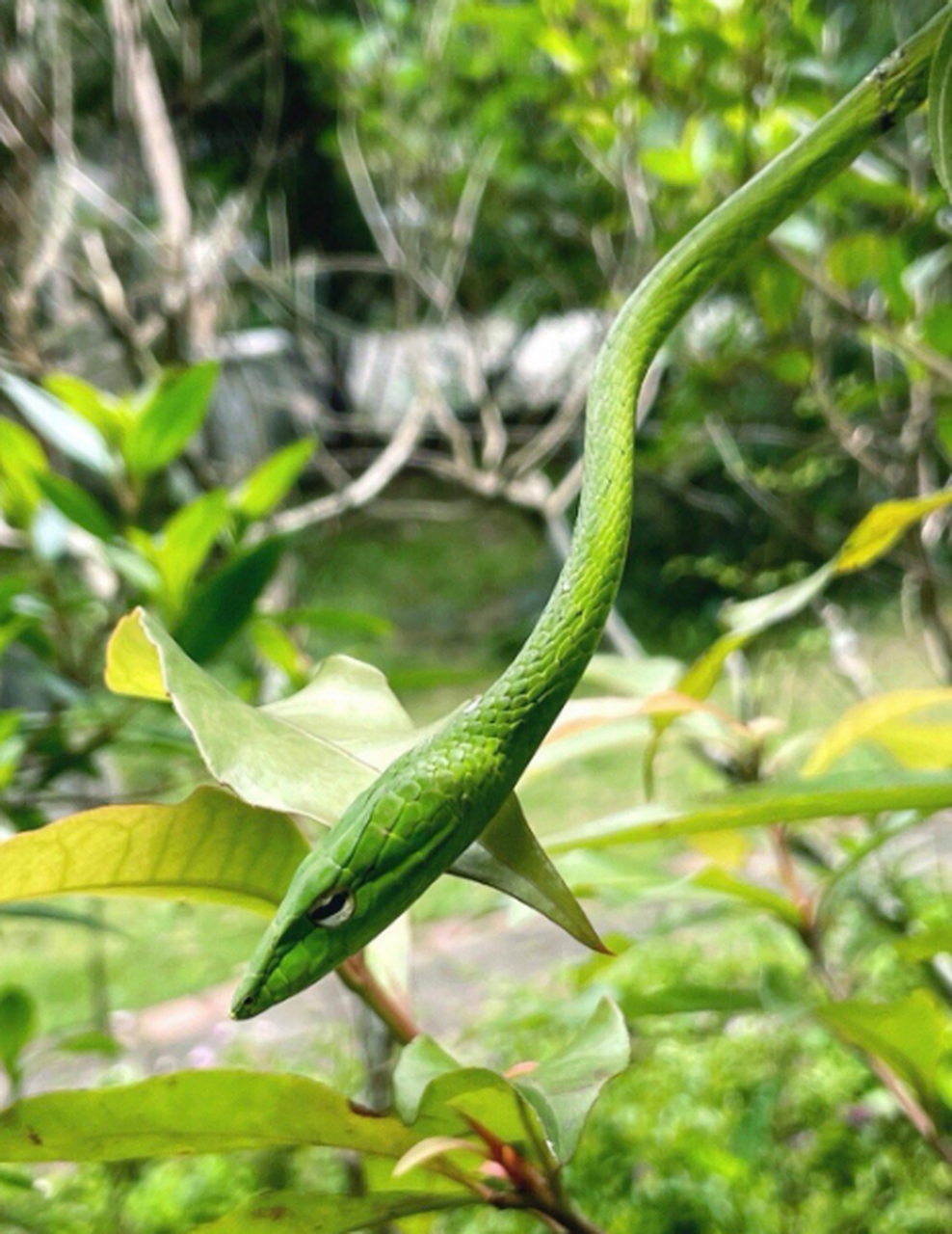 绿绿的绿瘦蛇终于见到了.好仙啊
