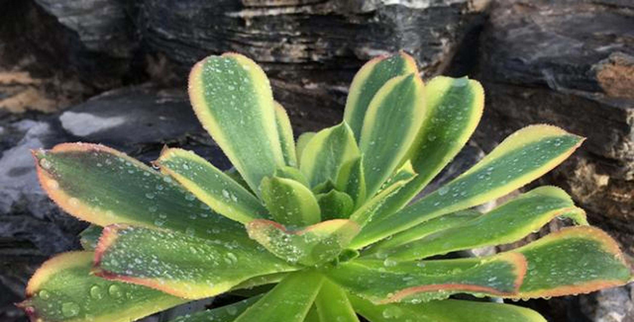 青檬法师是韶羞法师变异(出锦)之后形成的新品种,而韶羞法师因为叶片