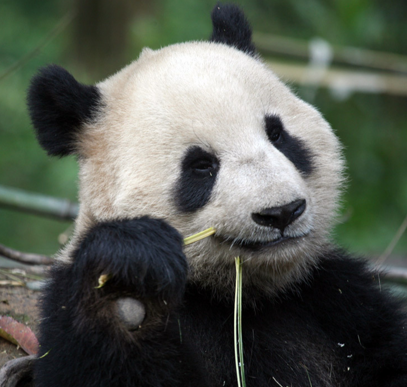 实际上,大熊猫还可以进食其他植物,包括草本植物,水果,植物茎,树叶
