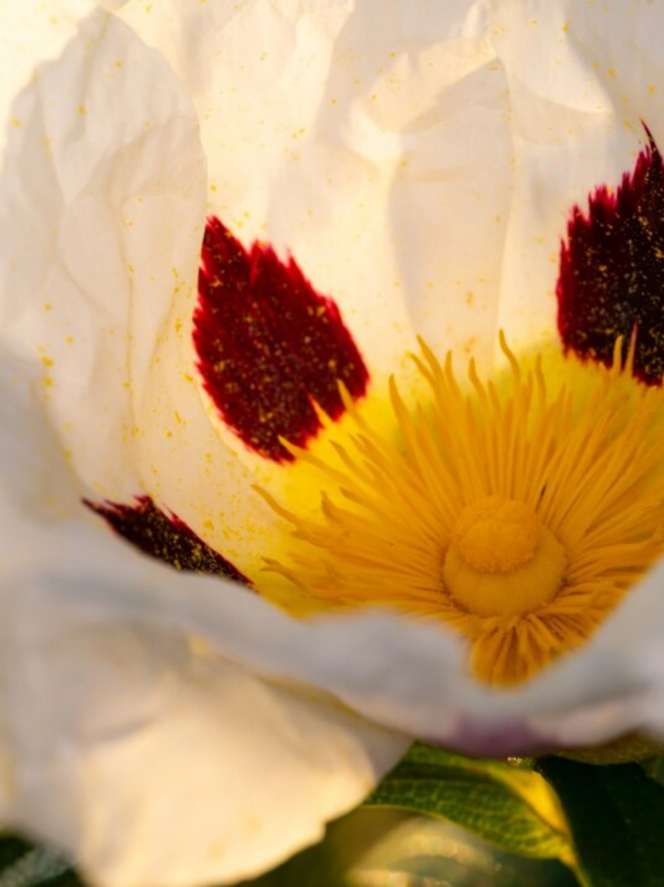 长得柔柔弱弱没想到是个纵火犯  岩蔷薇的花语是"拒绝"和"敏感",这