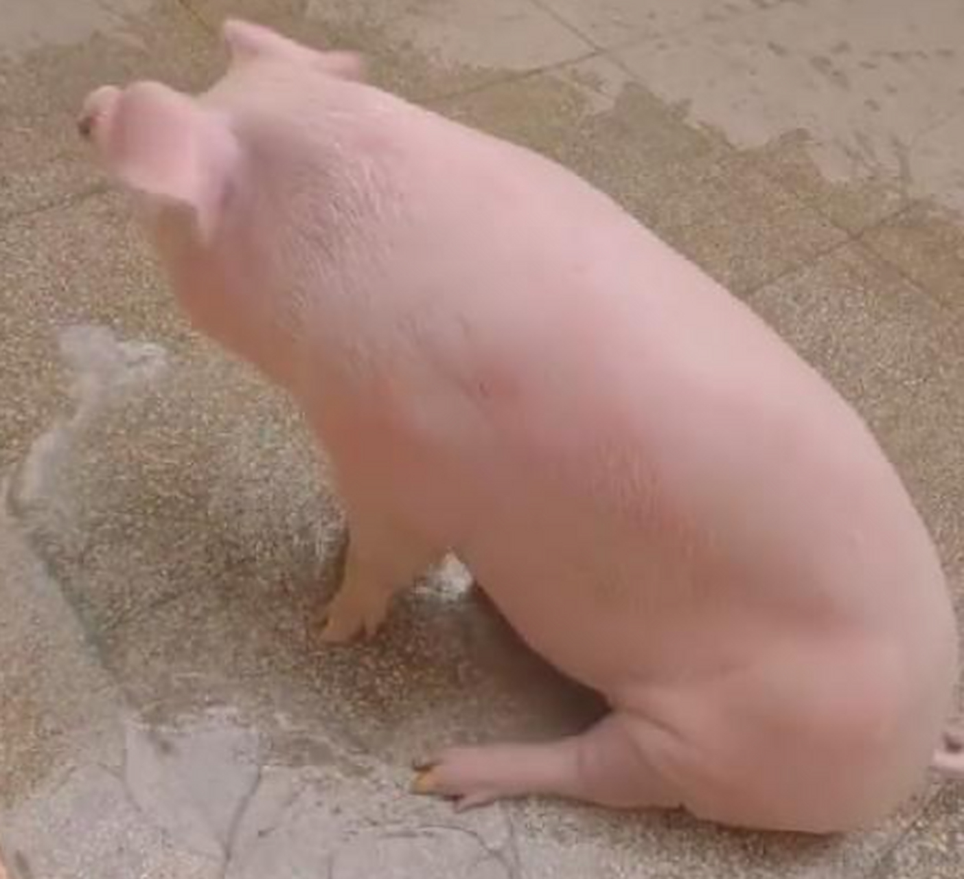 第一次见这么干净的猪