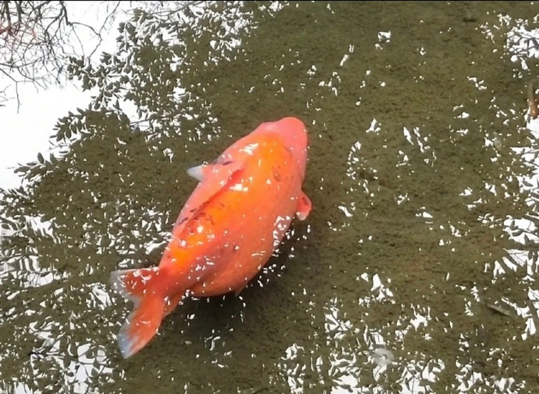 趵突泉的鱼,你别太荒谬!