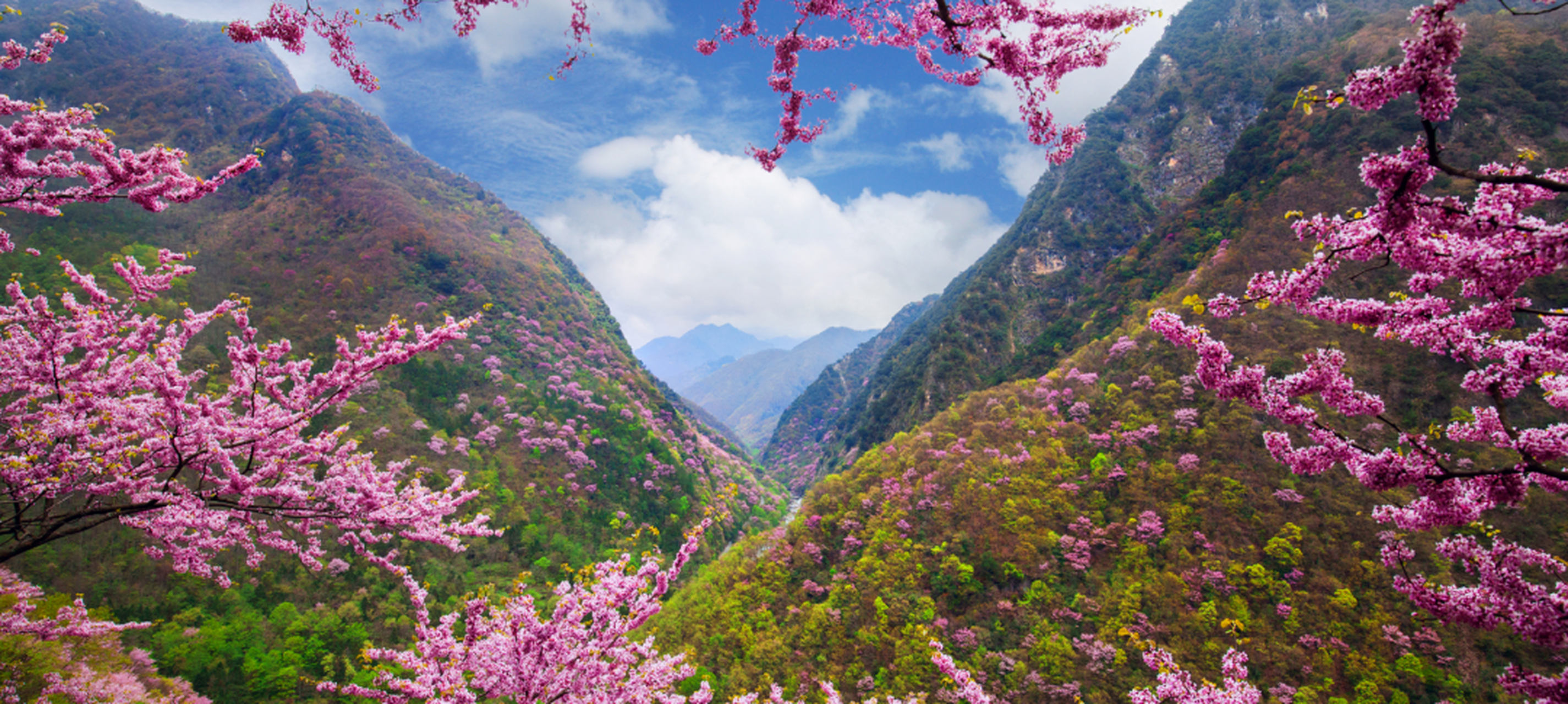 唐家河景区,四月中旬来此游玩,还可以邂逅漫山的紫荆花,从白果坪到