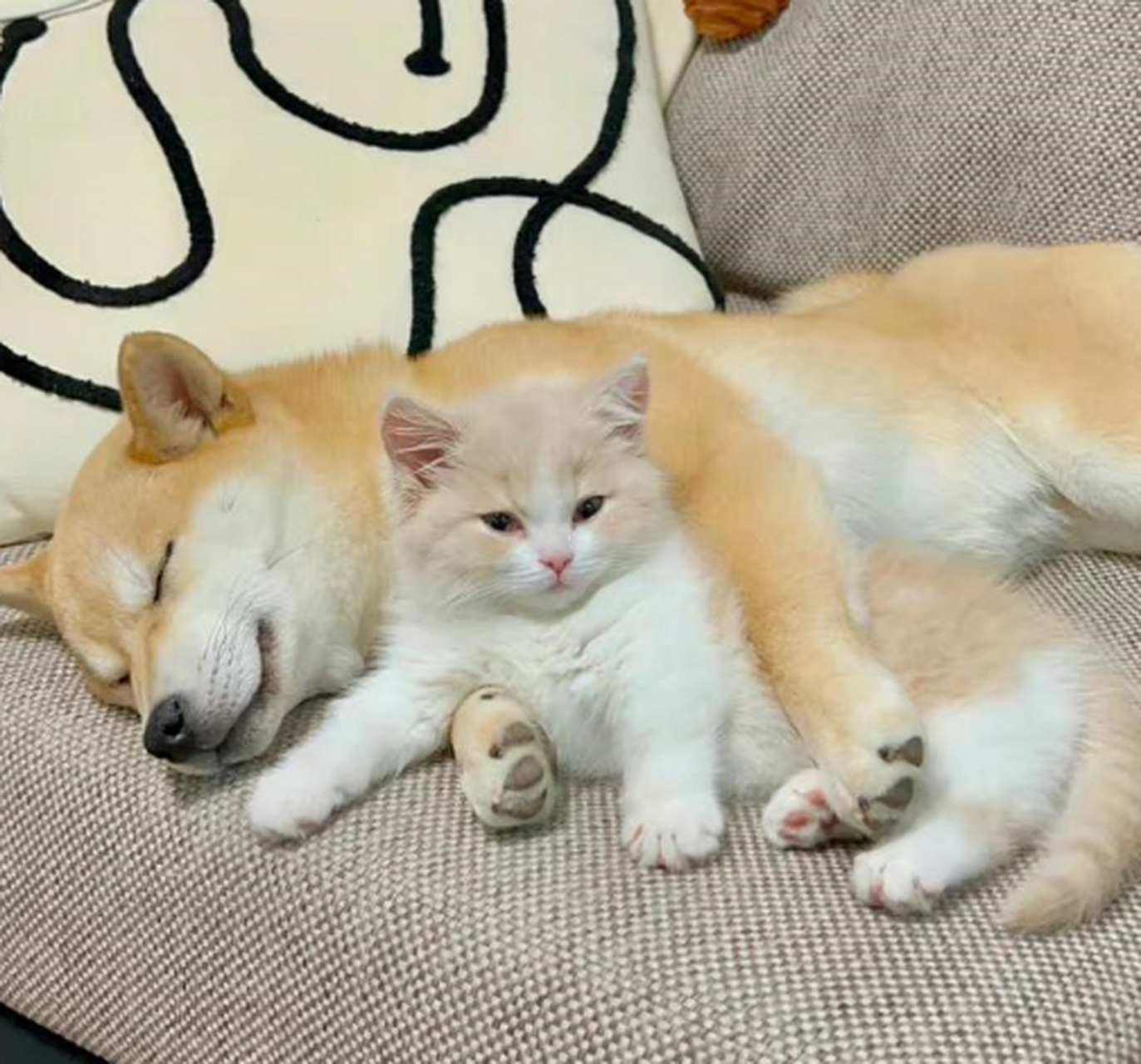 猫猫狗狗贴贴好和谐的一幕