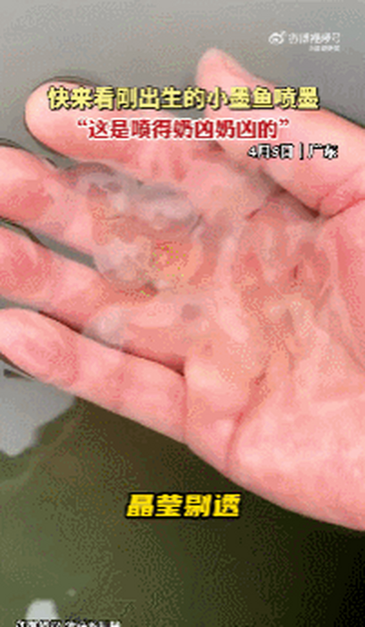 乌贼(墨鱼)是以喷墨出名的海洋生物,成年乌贼能喷射出大量墨汁,有网友