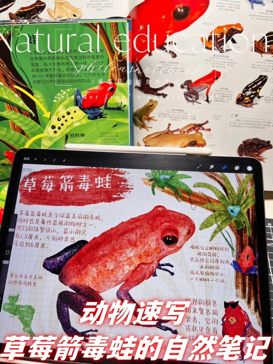 动物速写丨草莓箭毒蛙的自然笔记  在bbc纪录片《生命》的第一集中