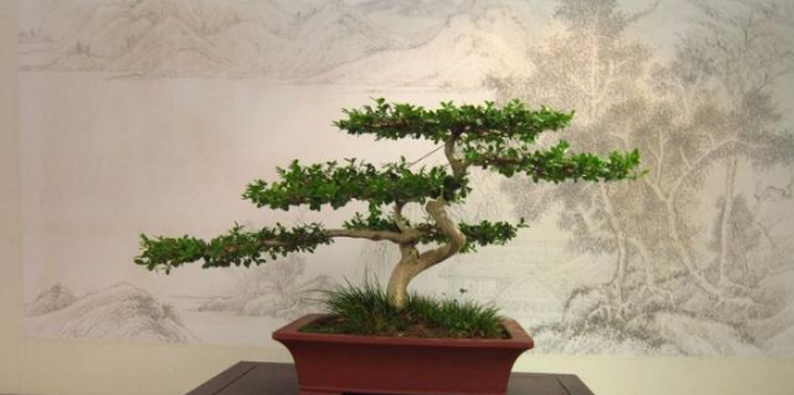 黄杨盆景图片(黄杨盆景图片大全欣赏)