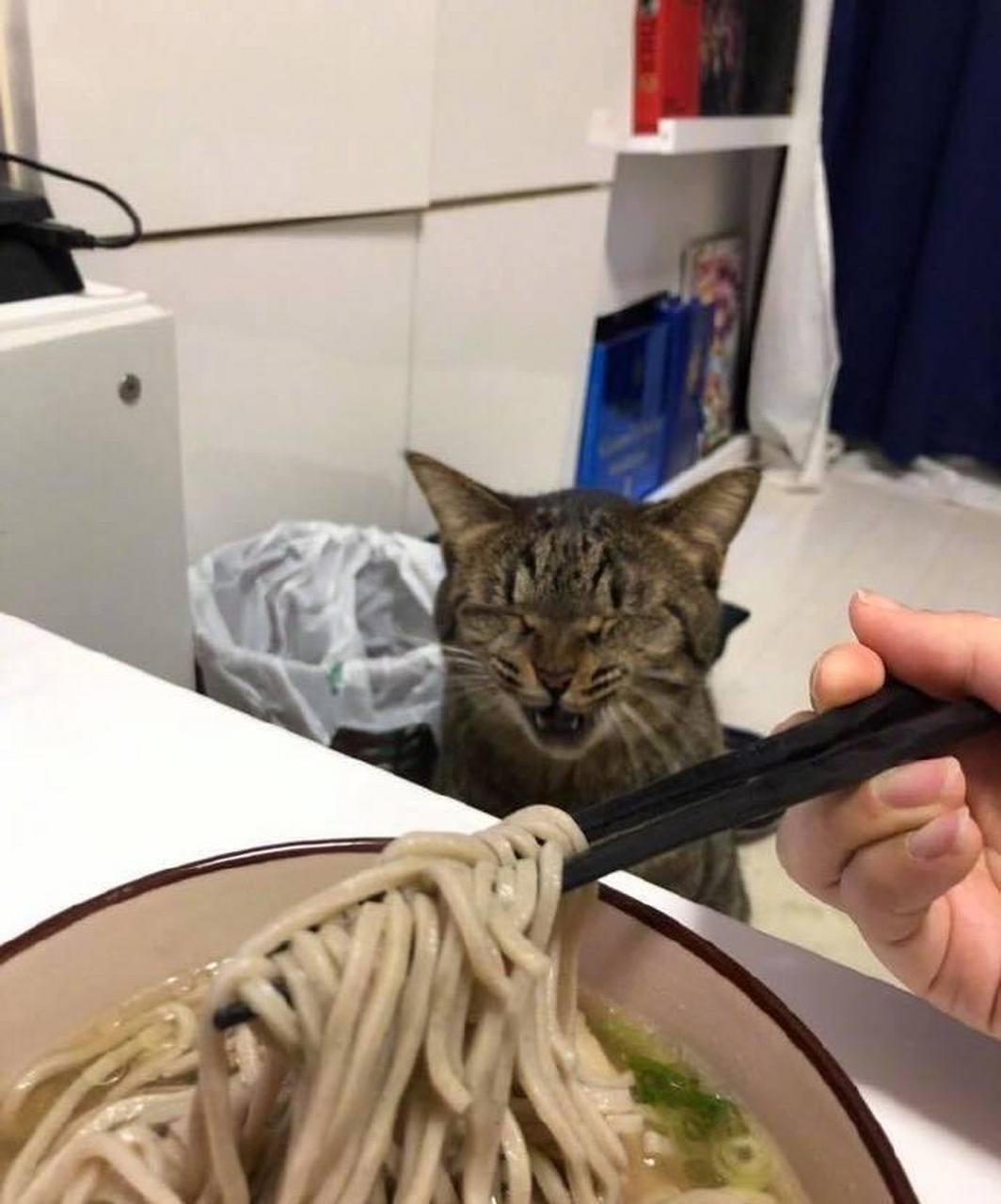 网友:主人在吃面,看到猫咪的表情笑喷了.