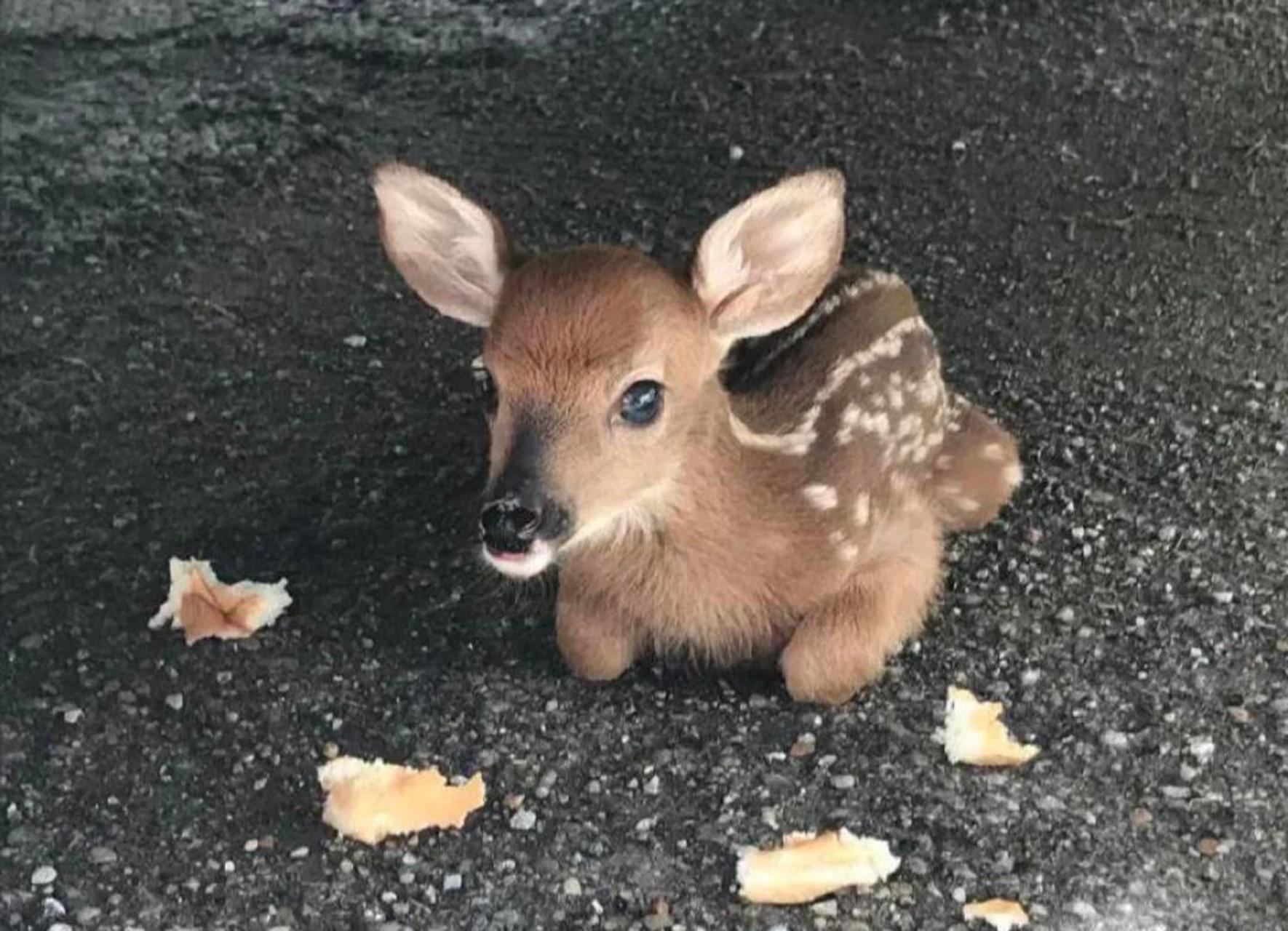 迷你小鹿,太可爱了.