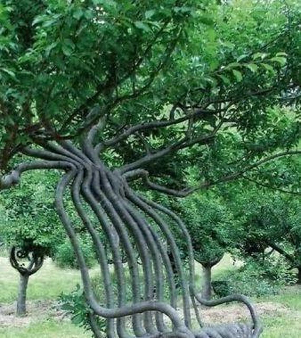 这位艺术家花了八年时间.把这棵树变成一把椅子.