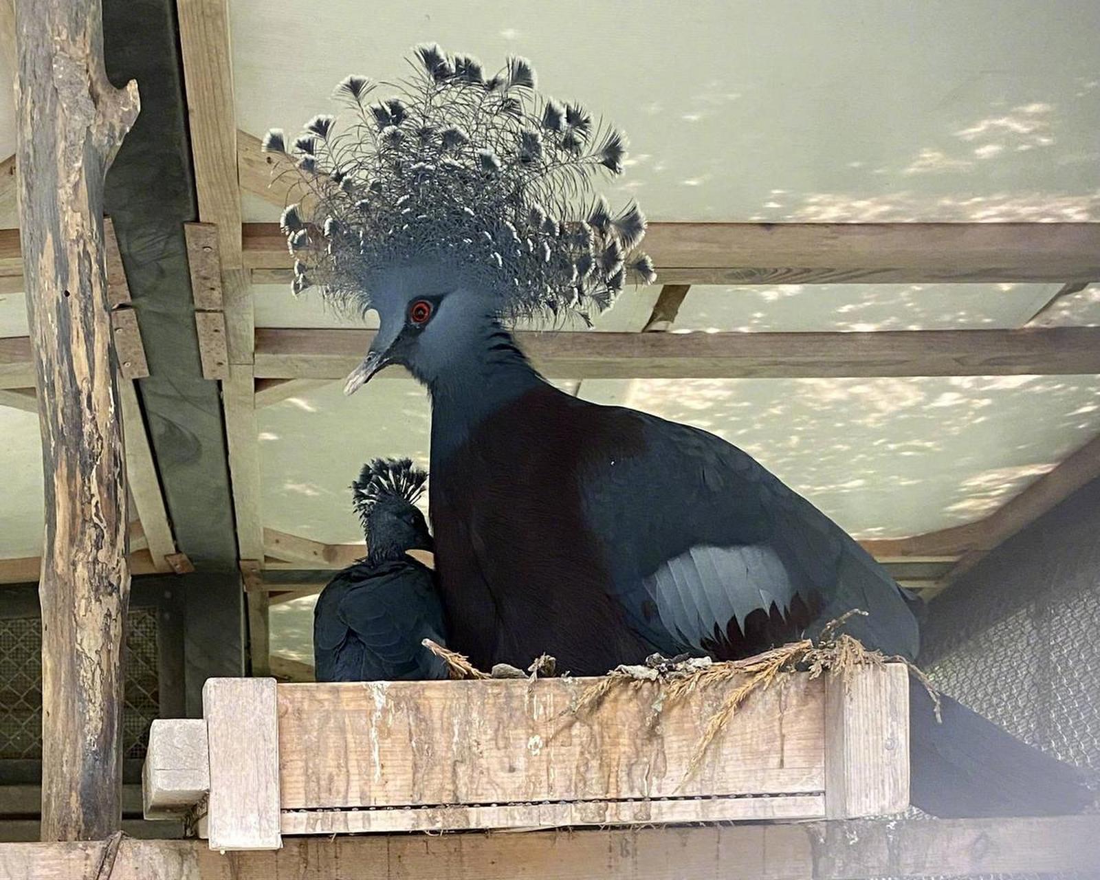 维多利亚凤冠鸠,与她的宝宝.太美了,太高贵了!