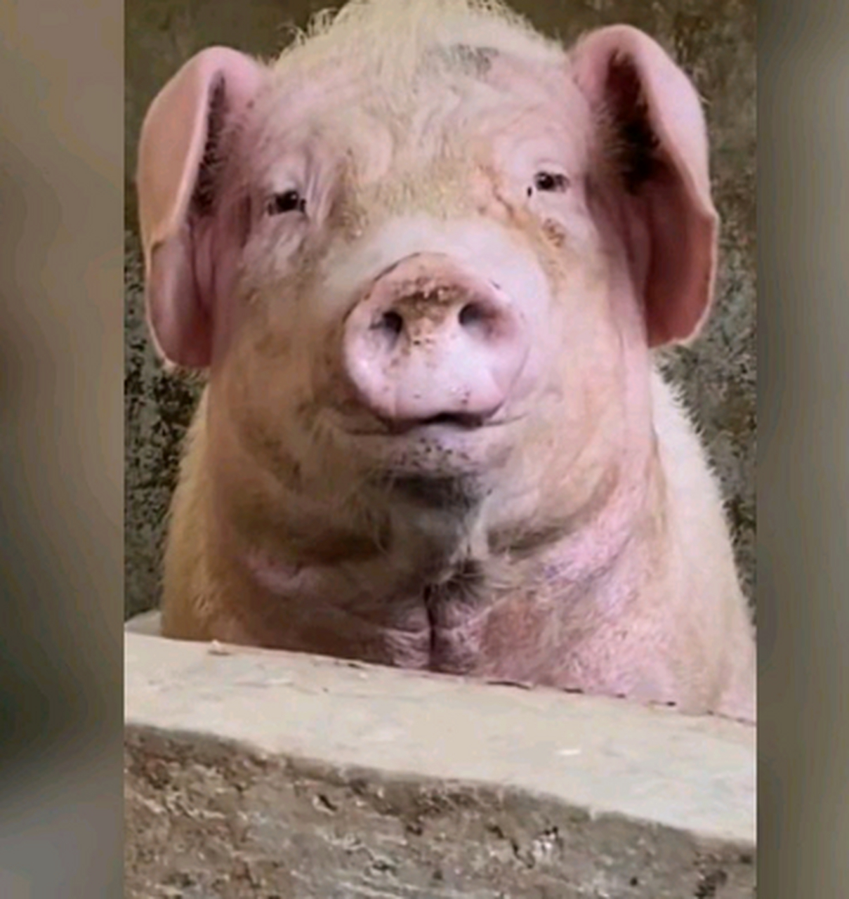 无论你变成什么样,我都能在猪群里一眼认出你