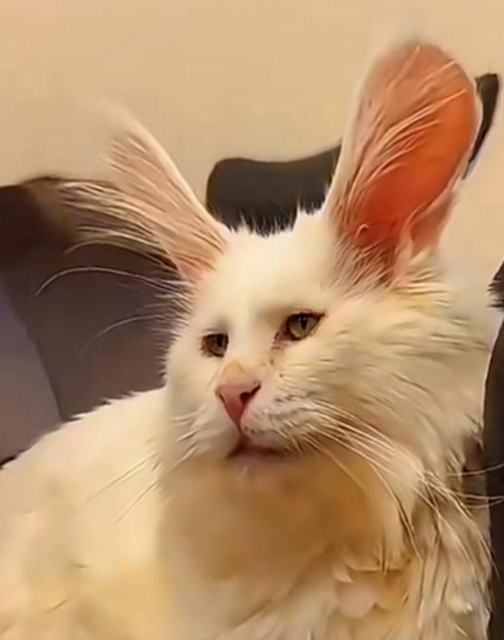 这是兔子变异了 还是猫猫变身了