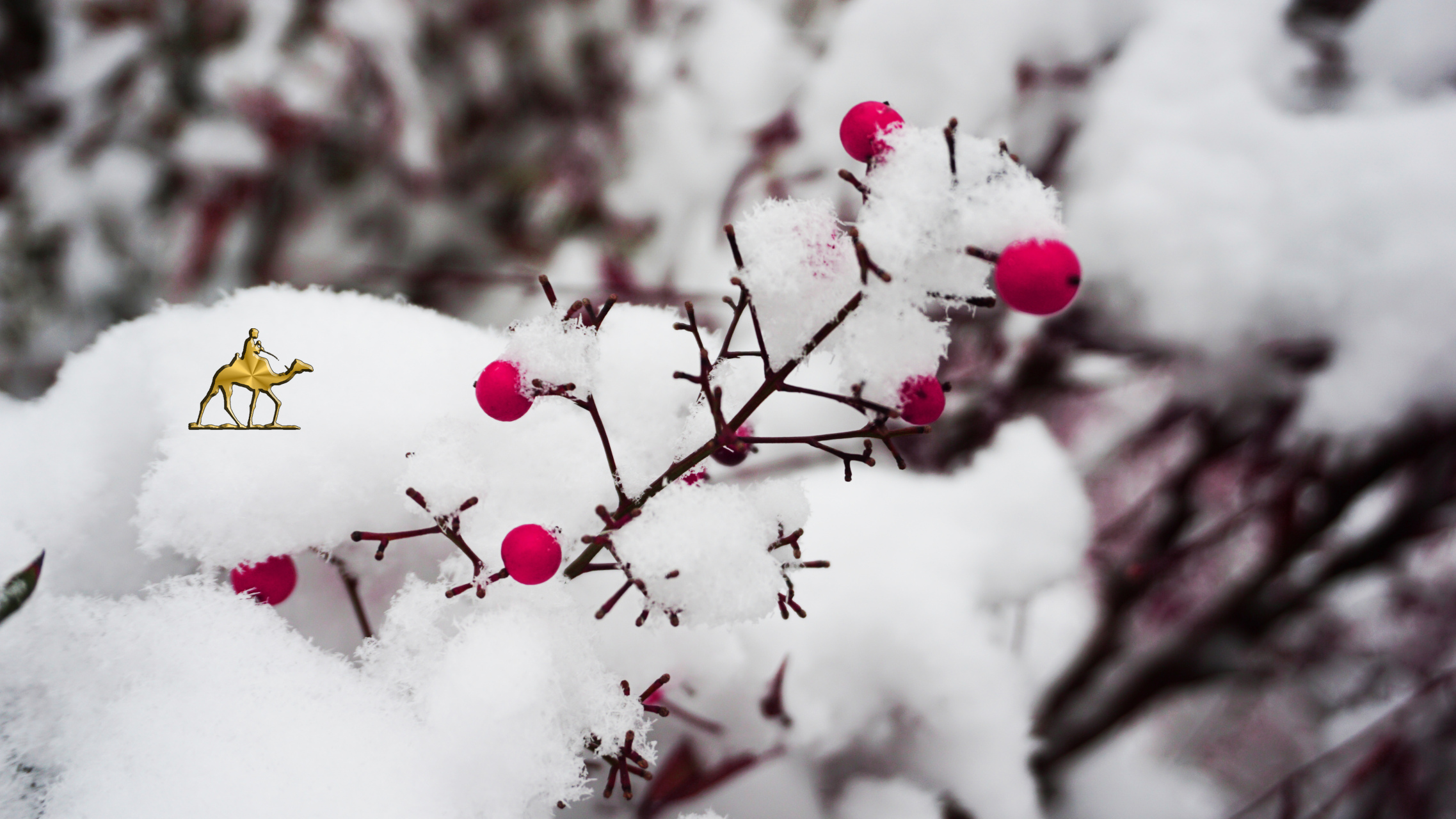 冬奥会冰雪花图片